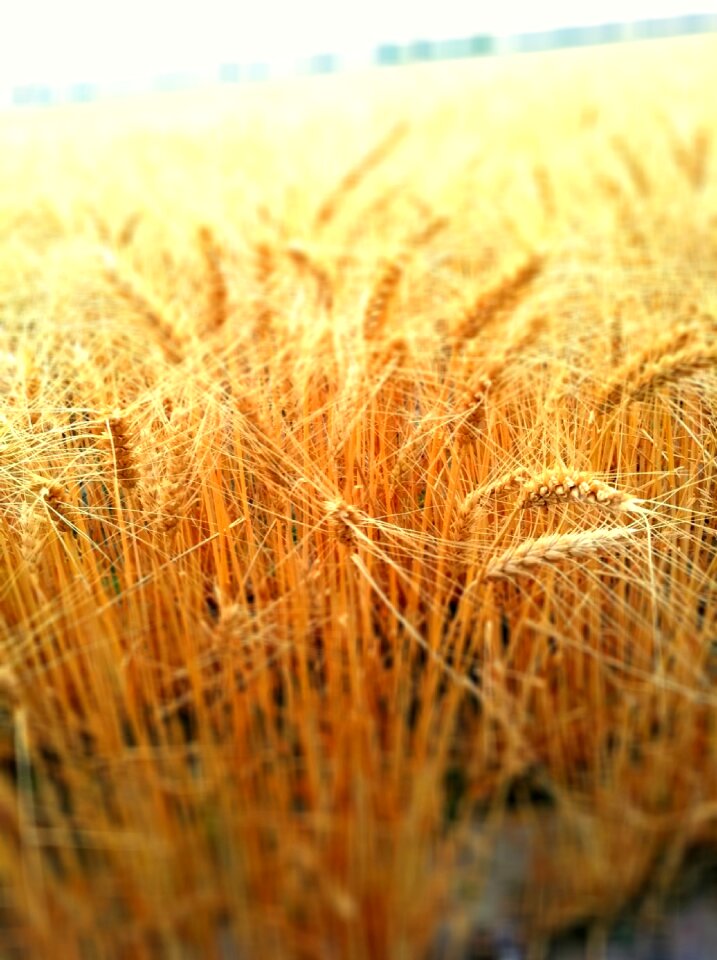 Farm summer crop