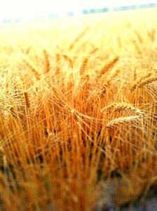Farm summer crop