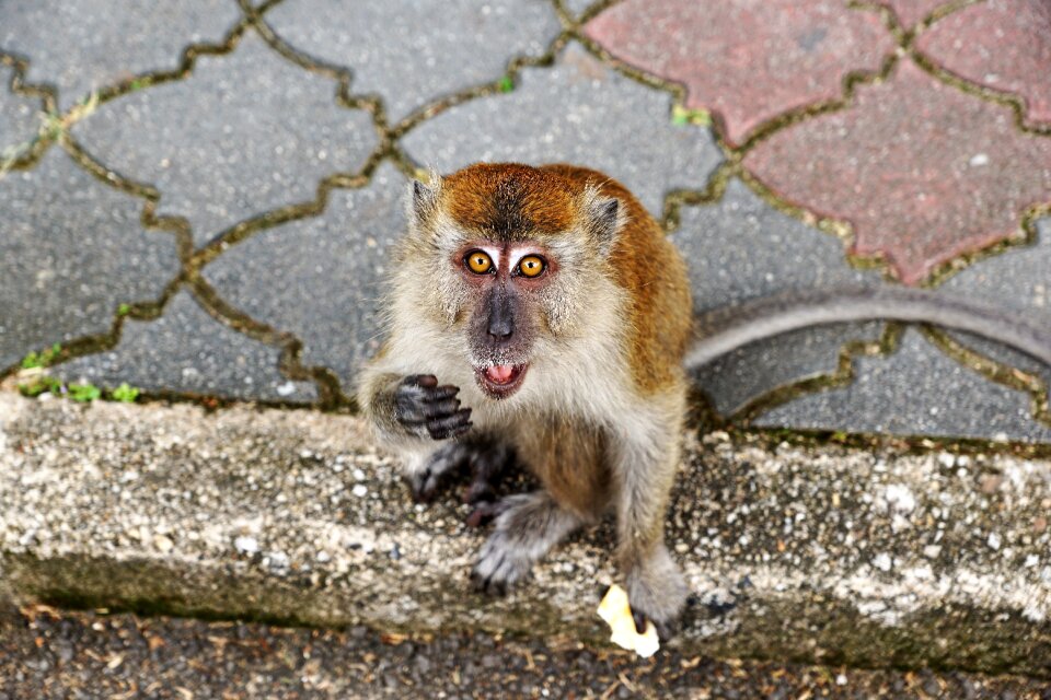 Mammal monkey cute