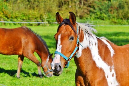 Equestrian coupling animal