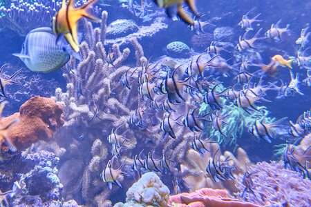 Coral sea ​​fish large aquarium photo