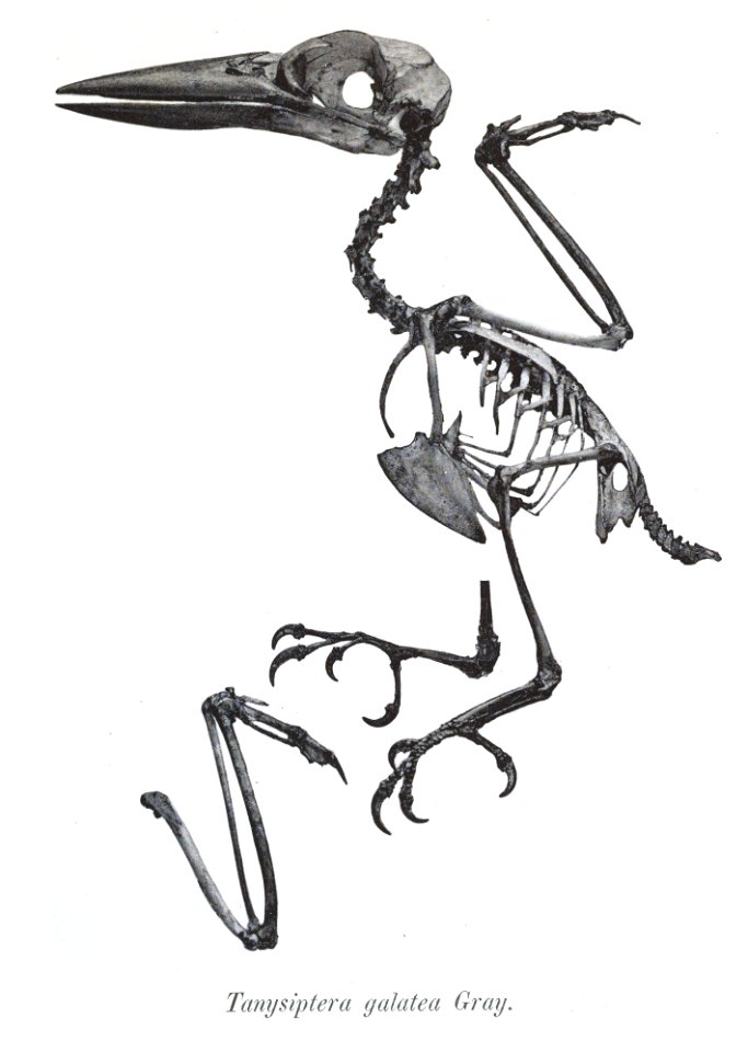 Tanysiptera galatea 27