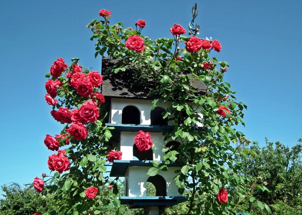 Bush birdhouse garden