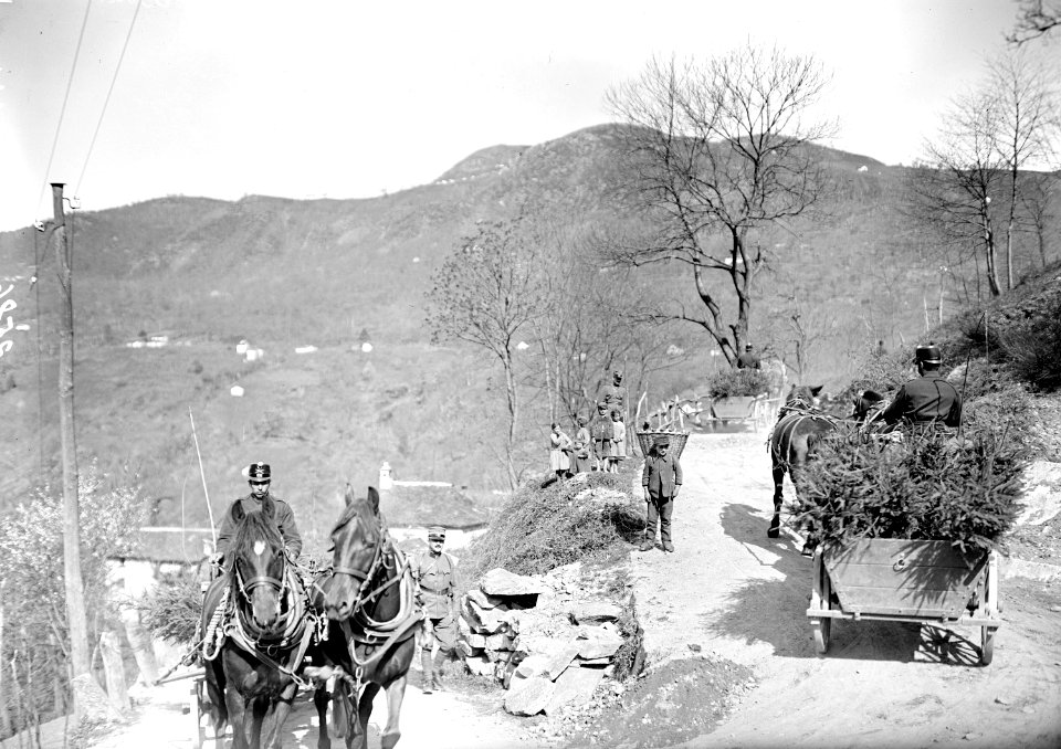 Tannensetzlinge beim Transport auf Bergstrasse - CH-BAR - 3239573