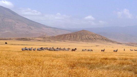 Tanzania Wildlife (9451272223)