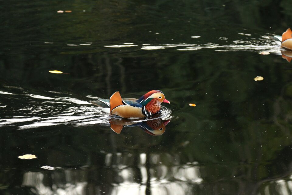 Glory duck bird pond