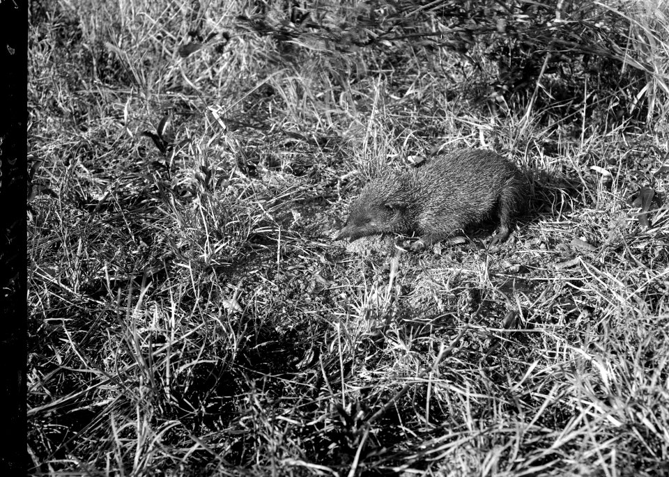 Tanrak (Centetes ecaudatus) förstoras 2 1-2 gång - SMVK - 021789