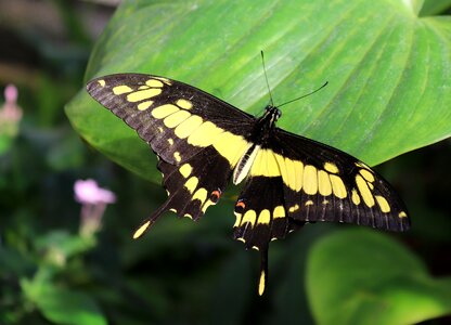 Nature wing leaf