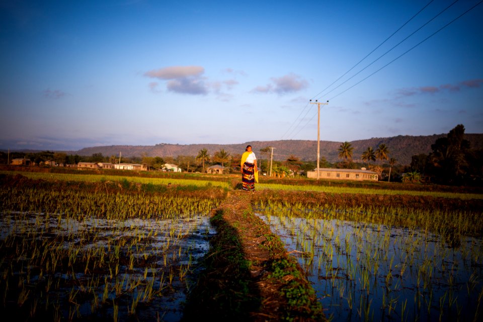Tanzanian Rice Fields (12757047374)