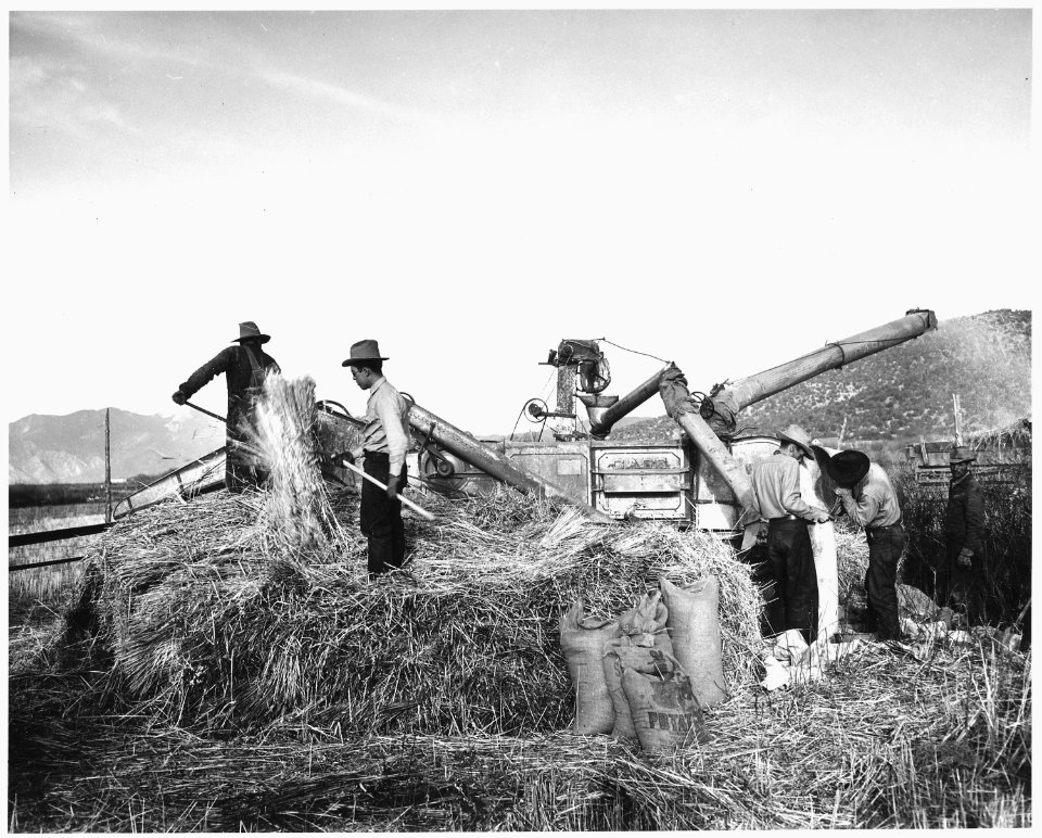 Taos County, New Mexico. Threshing wheat by machine, Canyon. Use of threshing machine costs renter . . - NARA - 521888