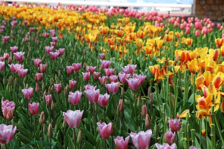 Nature garden field