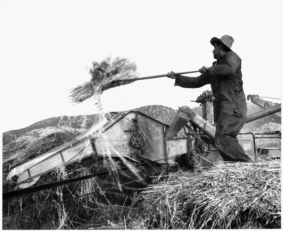 Taos County, New Mexico. Threshing wheat by machine, Canyon. Use of threshing machine costs renter . . - NARA - 521889