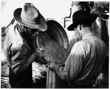 Taos County, New Mexico. Threshing wheat by machine, Canyon. Use of threshing machine costs renter . . - NARA - 521891