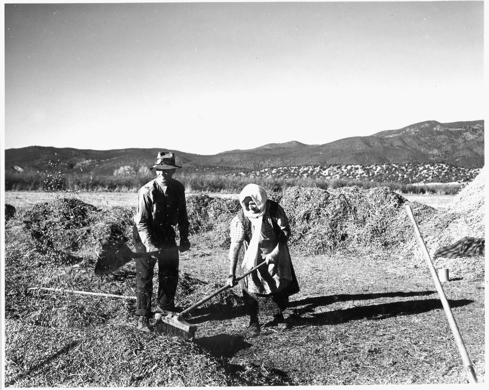 Taos County, New Mexico. Threshing peas, Penasco. On this day there is little wind, and this is a . . . - NARA - 521827