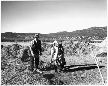 Taos County, New Mexico. Threshing peas, Penasco. On this day there is little wind, and this is a . . . - NARA - 521827
