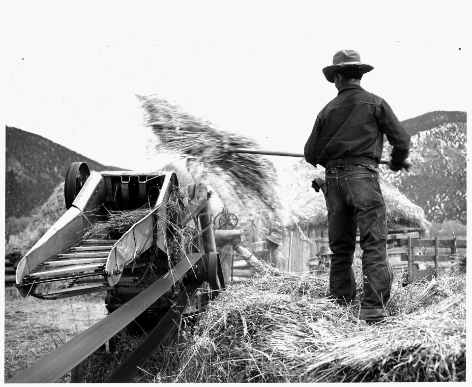 Taos County, New Mexico. Threshing wheat by machine, Questa. Owner of machine threshes for a perce . . - NARA - 521853
