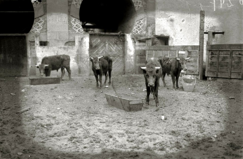 Tarde de toros en la plaza de 'El Txofre' (28 de 58) - Fondo Car-Kutxa Fototeka