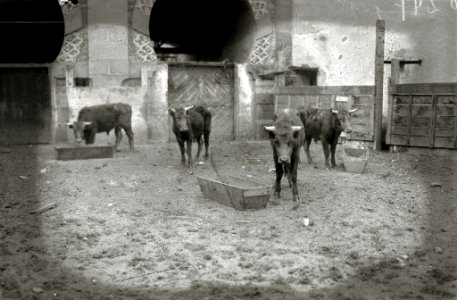 Tarde de toros en la plaza de 'El Txofre' (28 de 58) - Fondo Car-Kutxa Fototeka