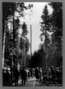 Tapping a spar tree, Clear Lake Lumber Co., Clear Lake, Wash LCCN92500221