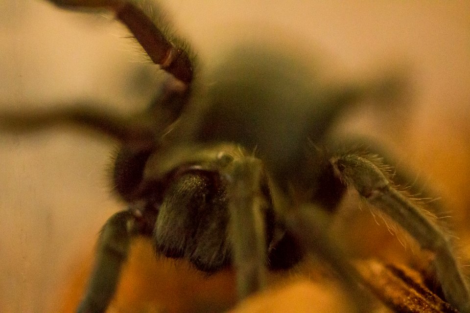 Tarantula (35492213150)