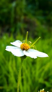 Flower summer lawn