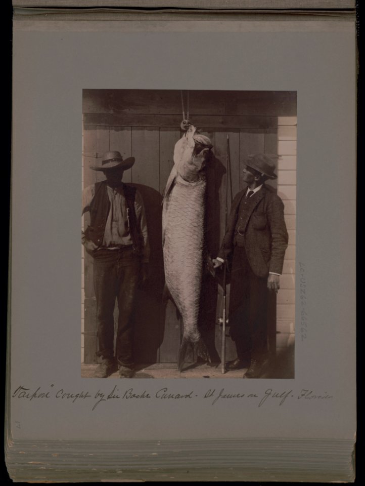 Tarpon caught by Sir Bache Cunard - St. James on Gulf, Florida LCCN2002712450
