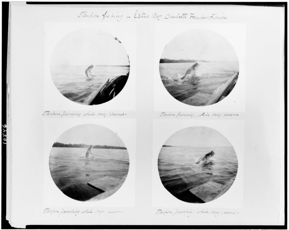 Tarpon fishing in Estero Bay, Charlotte Harbor, Florida LCCN90712916