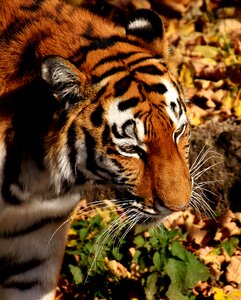 Fur beautiful dangerous