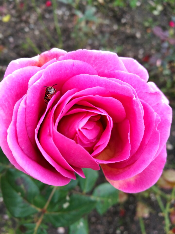 Insect garden beautiful flower