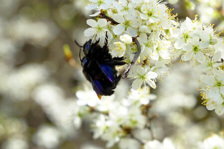 Insect blue wood bees flowers