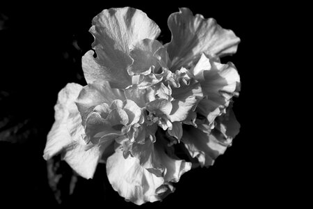 Rosebush plant isolated form
