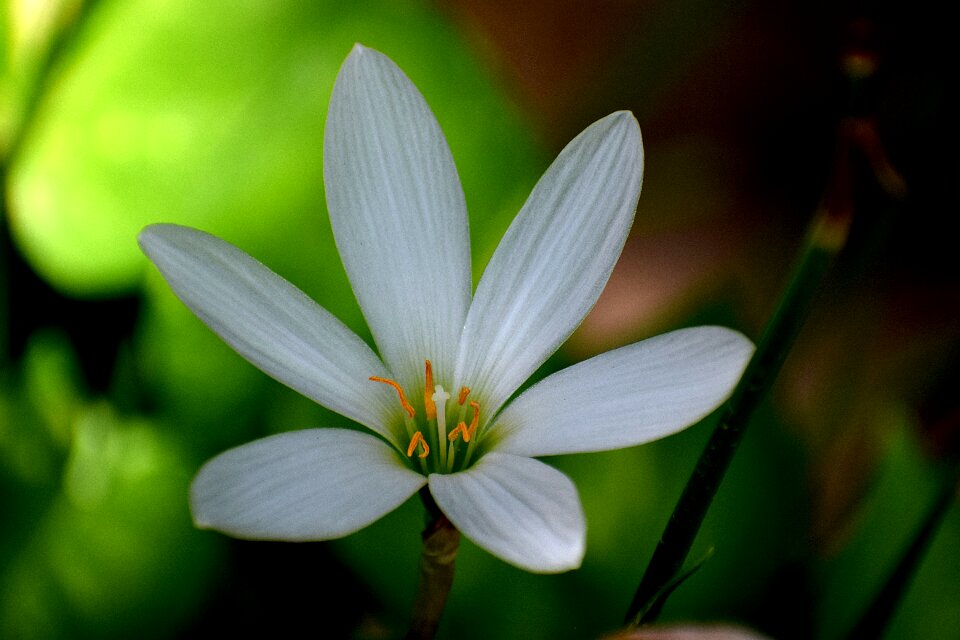 Floral plant petal