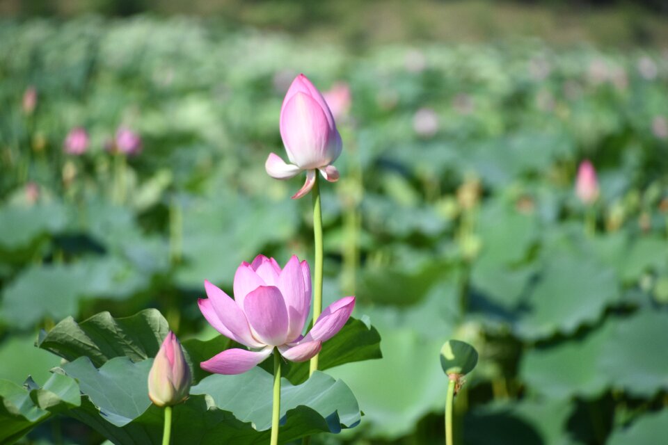 Pink in full bloom bud