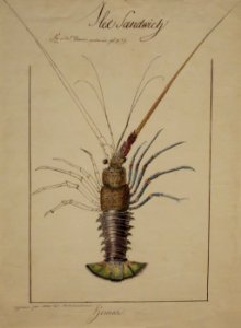 Adrien Taunay the Younger, 'Hawaiian Lobster', 1819, HAA