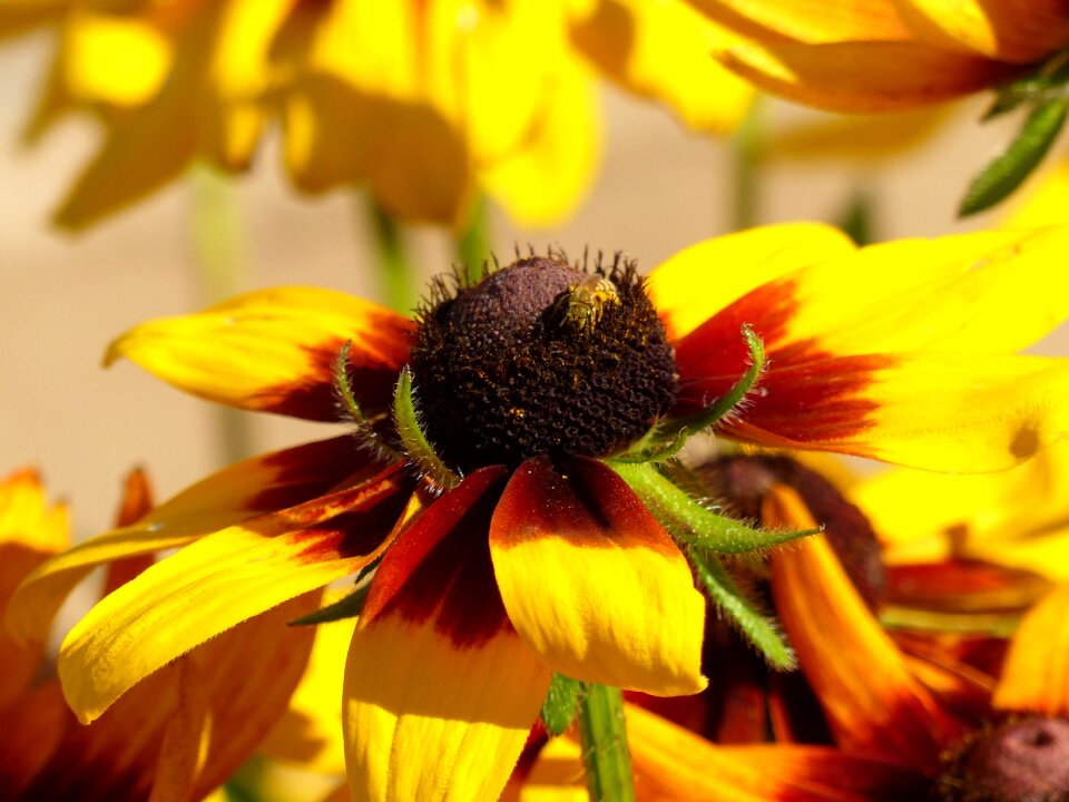 Flower plant summer