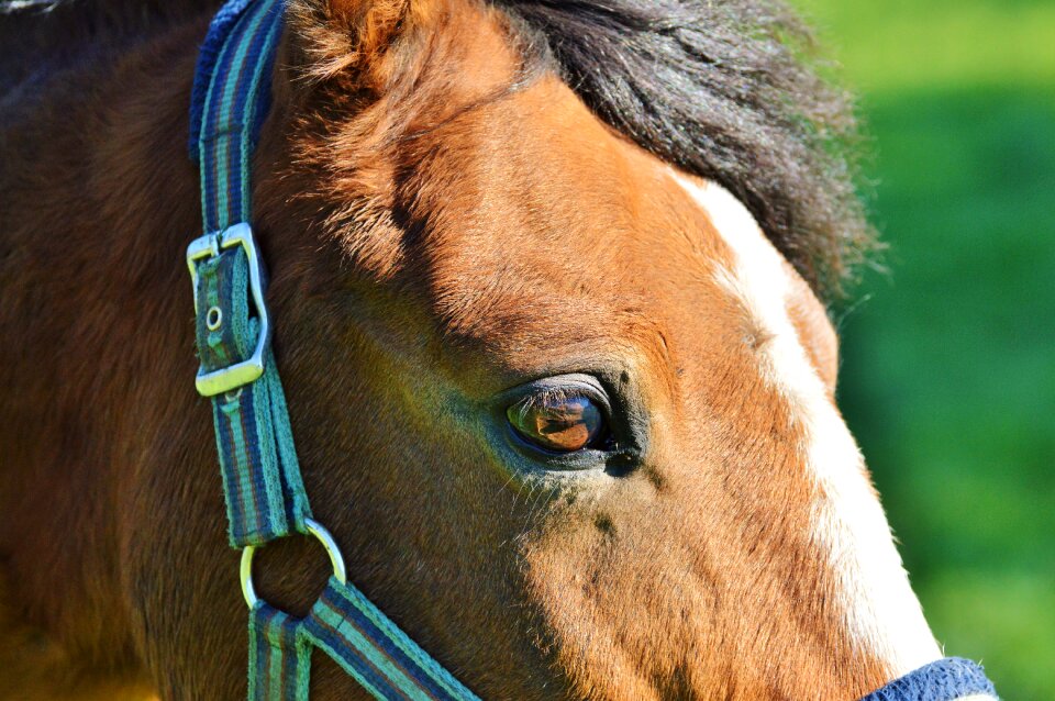 Equestrian coupling animal