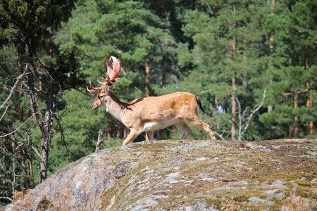 Wild animal world forest