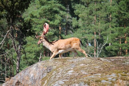 Wild animal world forest photo