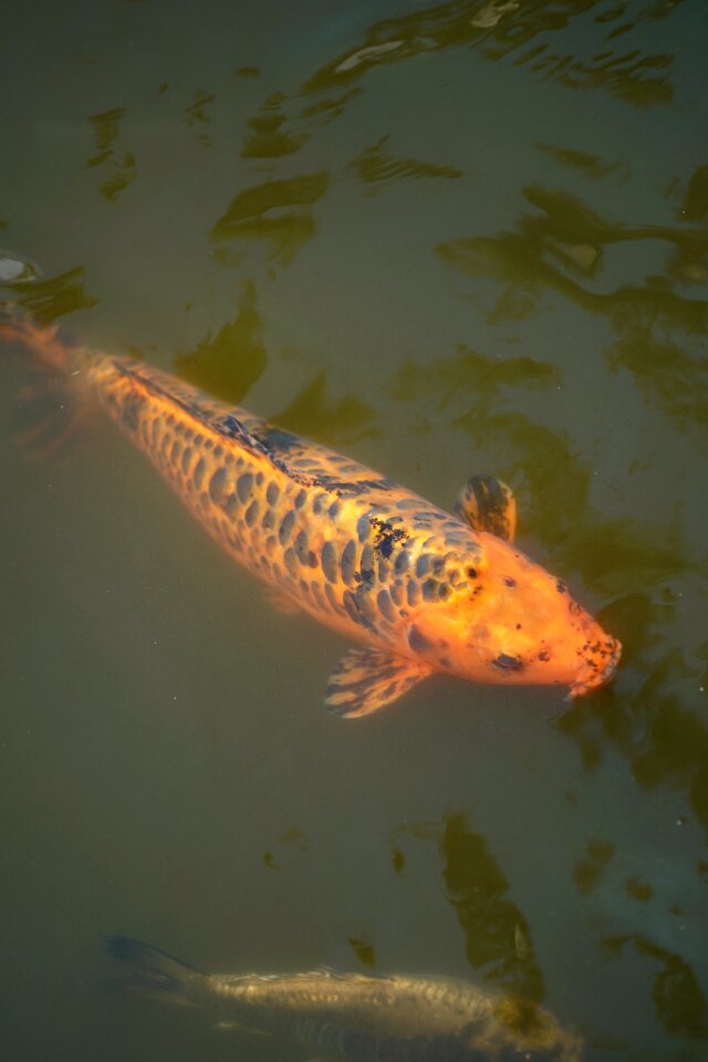 Carp pond koi carp photo