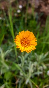 Flower summer field