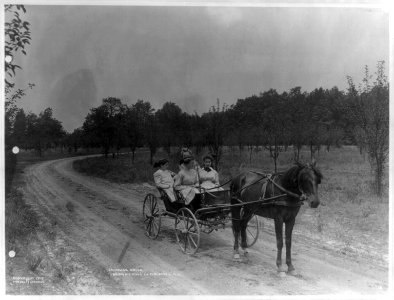 Teahouse Drive, Brown's Mills in the Pines, N.J. LCCN2003656221