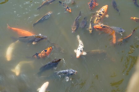 Carp pond koi carp