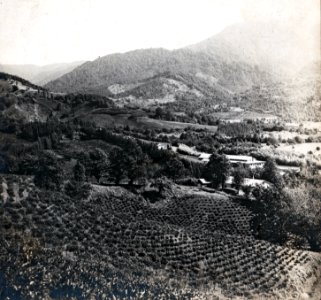 Tea plantations in Chakva