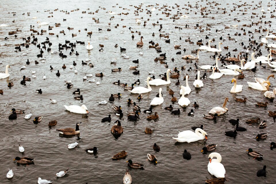 Animal swimming water