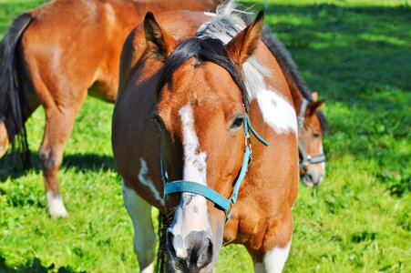 Equestrian coupling animal