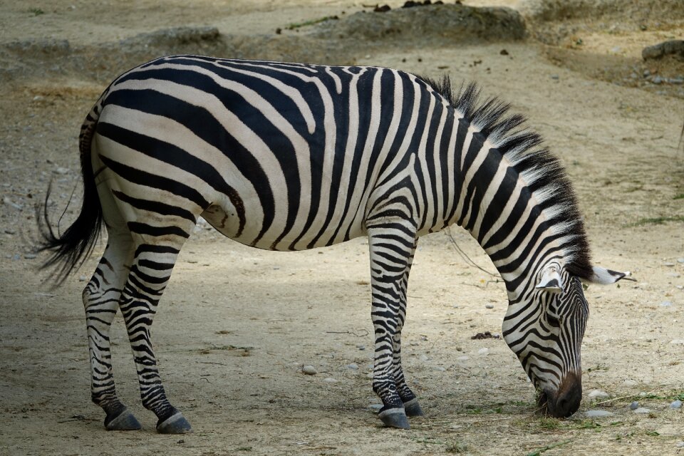 National park wild animal stripes