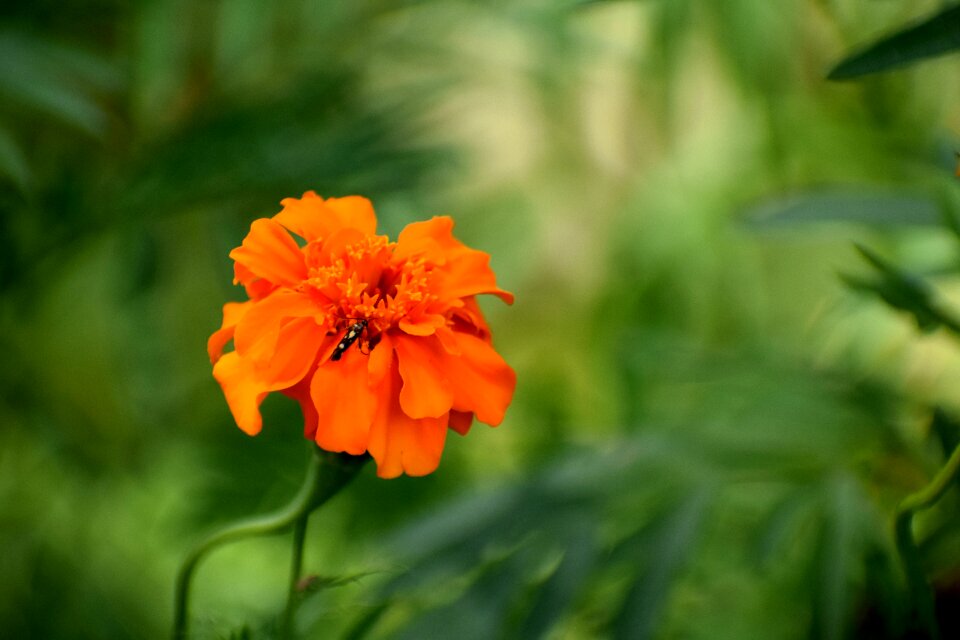 Floral plant petal