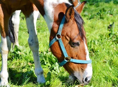 Equestrian coupling animal