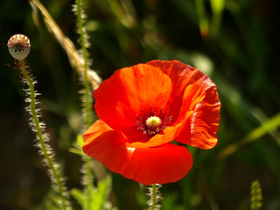 Bloom poppy flower flower