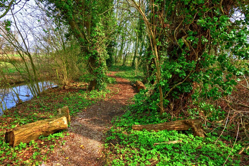 Ivy ivy grown footpath